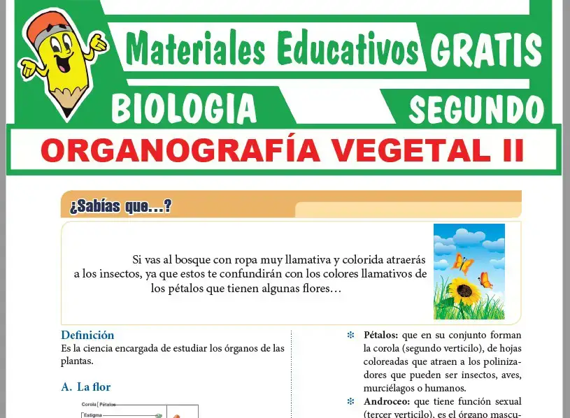 Ficha de Órganos de las Plantas II para Segundo Grado de Secundaria