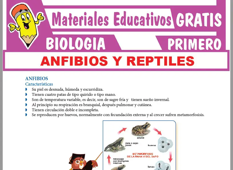 Ficha de Anfibios y Reptiles para Primer Grado de Secundaria
