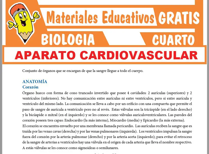 Ficha de Aparato Cardiovascular para Cuarto Grado de Secundaria