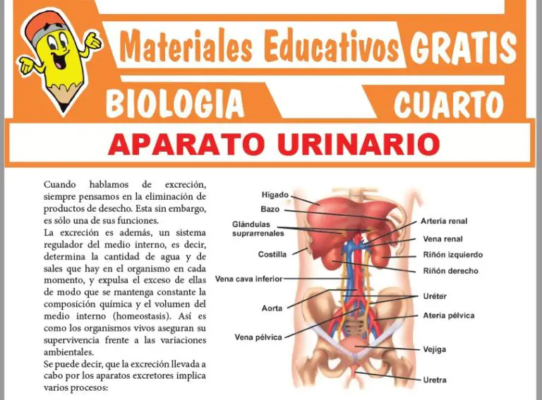 Aparato Urinario Para Cuarto Grado De Secundaria ≫ GRATIS