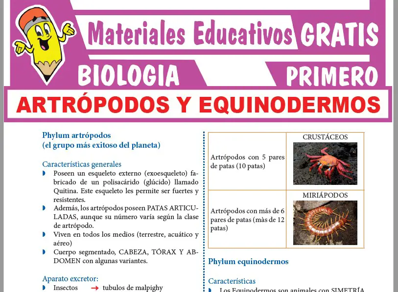 Ficha de Artrópodos y Equinodermos para Primer Grado de Secundaria|