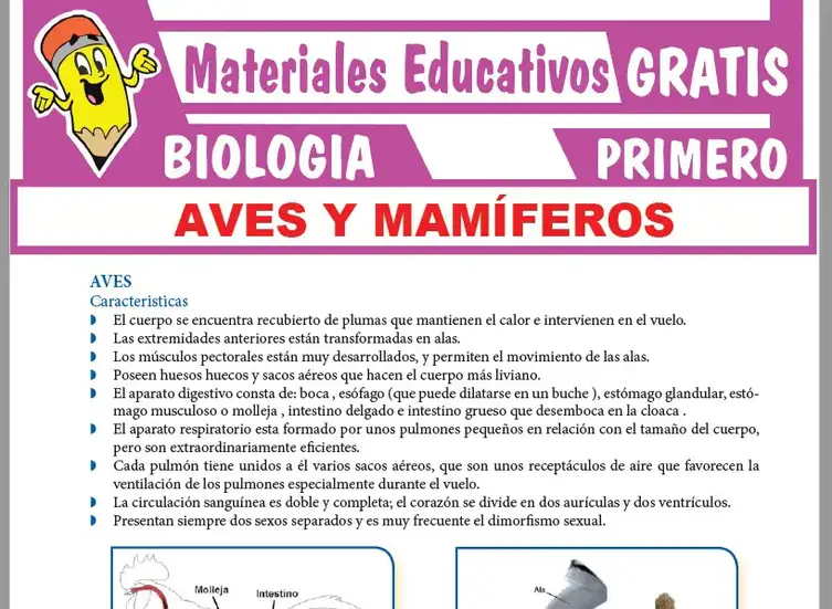 Fichas de Aves y Mamíferos para Primero Grado de Secundaria