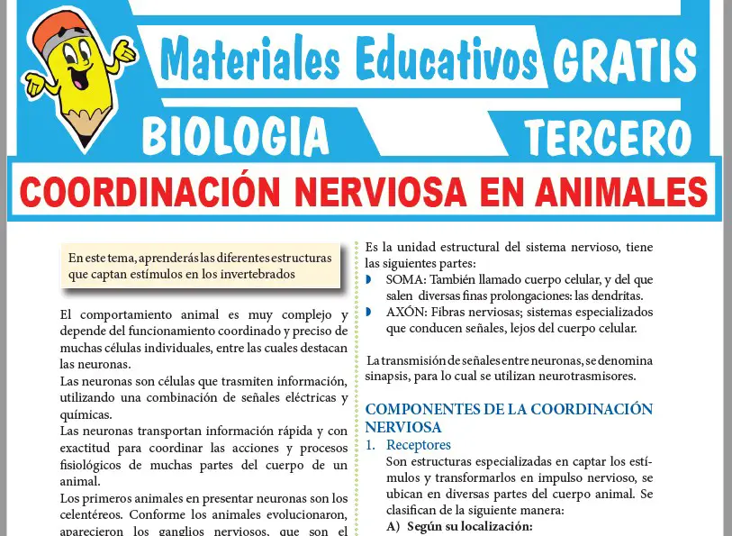 Ficha de Coordinación Nerviosa en Animales para Tercer Grado de Secundaria