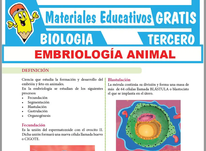 Ficha de Embriología Animal para Tercer Grado de Secundaria