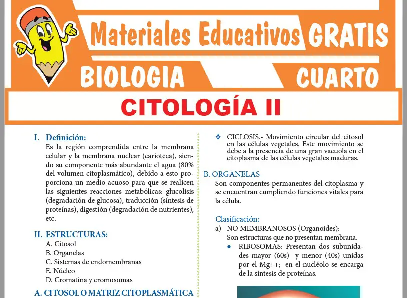 Ficha de Estructura del Citoplasma para Cuarto Grado de Secundaria