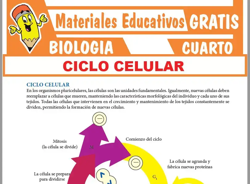 Ficha de Fases del Ciclo Celular para Cuarto Grado de Secundaria