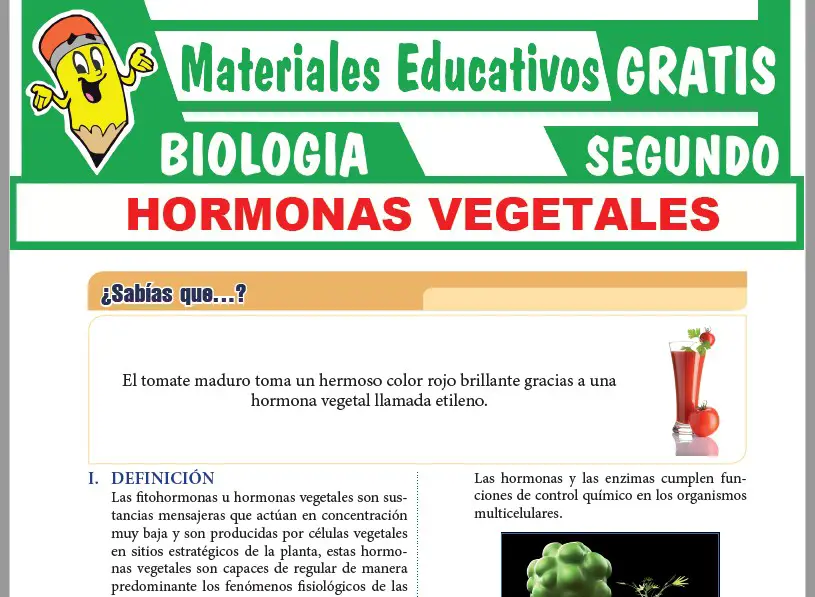 Ficha de Hormonas Vegetales para Segundo Grado de Secundaria