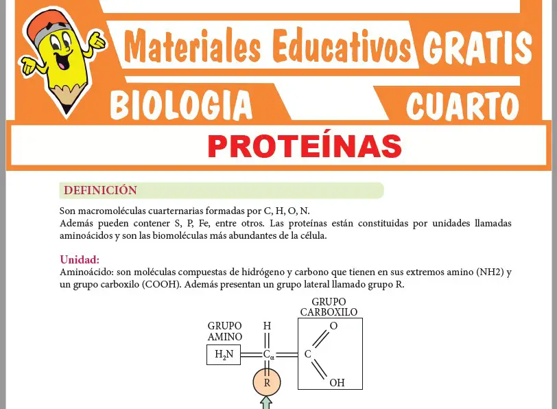 Ficha de Las Proteínas para Cuarto Grado de Secundaria