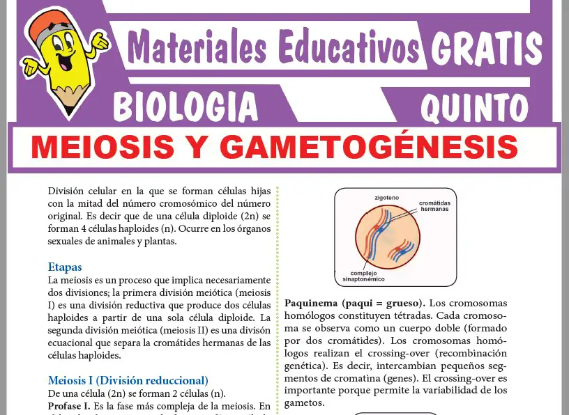 Ficha de Meiosis y Gametogénesis para Quinto Grado de Secundaria