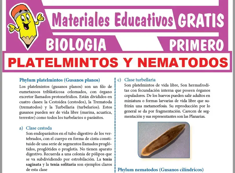 Ficha de Platelmintos y Nematodos para Primer Grado de Secundaria