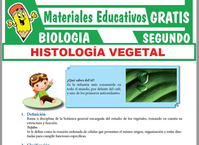 Ficha de ¿Qué Estudian la Histología Vegetal? para Segundo Grado de Secundaria