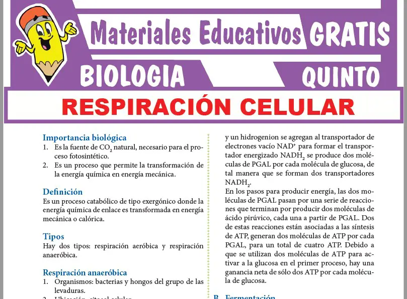 ubicación de la respiración celular