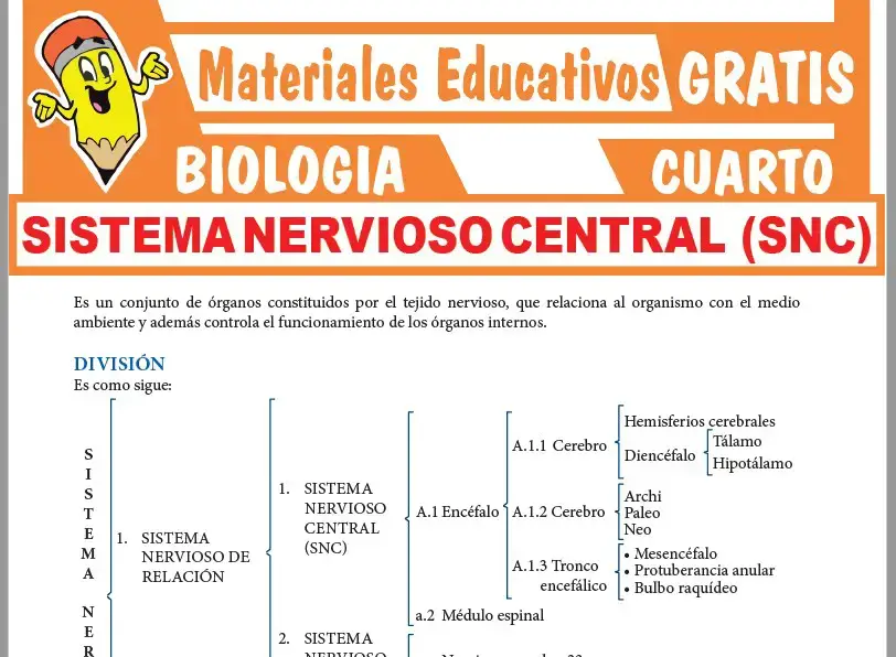 Ficha de Sistema Nervioso Central para Cuarto Grado de Secundaria