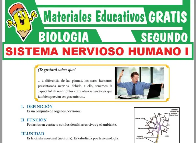 Sistema Nervioso Humano para Segundo Grado de Secundaria ≫ GRATIS
