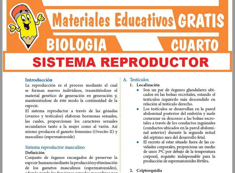 Ficha de Sistema Reproductor Masculino y Femenino para Cuarto Grado de Secundaria