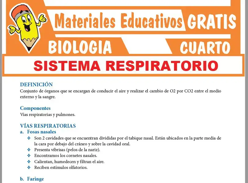 Ficha de Sistema Respiratorio Humano para Cuarto Grado de Secundaria