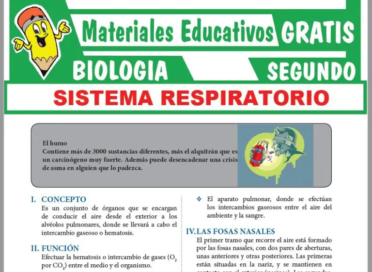 Sistema Respiratorio Para Segundo Grado De Secundaria ≫ GRATIS